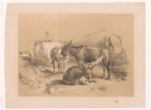 Studie af tre æsler Cooper