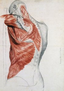 Menneskets anatomi; Muskler i torso og skulder (blyant og rødt kridt på papir)