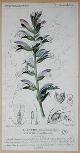 Acanthus Mollis, ca. 1820 (farvet gravering)
