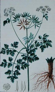 Botanisk plade, der forestiller kørvel, fra 