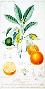 Citrus Aurantium eller Sevilla Orange, ca. 1820 (farvegravering)