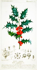 Holly (Ilex aquifolium) botanisk plade, ca. 1820 (farve litho)