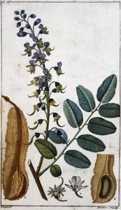 Peruansk balsam