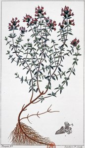 Timian, ca. 1850 (gravering)