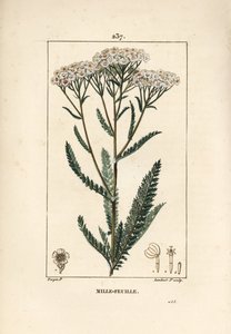 Achillee yarrow - Røllike, Achillea millefolium. Håndkoloreret kobberstik af Lambert Junior efter en tegning af Pierre Jean-Francois Turpin fra Chaumeton, Poiret og Chamberets "" La Flore Medicale,"" Paris, Panckoucke af Pierre Jean Francois Turpin