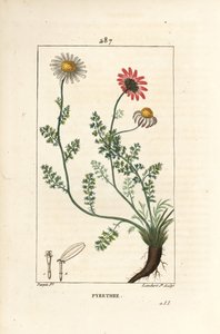 African Pyrethrum - Pellitory of Spain, Anthemis pyrethrum (Anacyclus pyrethrum) med blomster, blade, stilk og rødder. Håndfarvet stiplet kobberstik af Lambert Junior efter en tegning af Pierre Jean-Francois Turpin fra Chaumeton, Poiret og Cham af Pierre Jean Francois Turpin