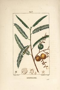 Amla (amala, amalaki), nepalesisk eller indisk ribs, myrobolan emblique - nepalesisk eller indisk stikkelsbær, Phyllanthus emblica, blade, frugter og frø. Håndfarvet stipplet kobberstik af Lambert Junior efter en tegning af Pierre Jean-Francois Turpin fra af Pierre Jean Francois Turpin