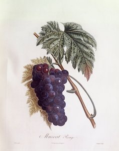 Sorte muscat druer Henry Louis Duhamel du Monceau, botanisk tallerken af ​​Pierre Jean Francois Turpin af Pierre Jean Francois Turpin