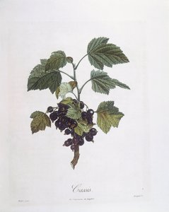 Solbær (Ribes nigrum) eller solbær Noir de Bourgogne Henry Louis Duhamel du Monceau, botanisk plade af Pierre Jean Francois Turpin af Pierre Jean Francois Turpin
