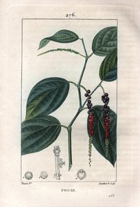 Botanisk: sort peber - Sort peber med blade og peberkorn, Piper nigrum. Håndfarvet stiplet kobberstik af Lambert efter en tegning af Pierre Jean-Francois Turpin fra Chaumeton, Poiret et Chamberets "" La Flore Medicale,"" Paris, Panck af Pierre Jean Francois Turpin