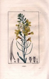 Botanisk: kålblomst - Kålblomst, Brassica oleracea. Håndkoloreret kobberstik af Lambert efter en tegning af Pierre Jean-Francois Turpin fra Chaumeton, Poiret et Chamberets "" La Flore Medicale,"" Paris, Panckoucke af Pierre Jean Francois Turpin