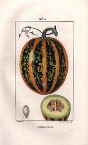 Botanisk: græskar - Græskar, frø og snit gennem frugt, græskar, Cucurbita pepo. Håndfarvet stiplet kobberstik af Lambert efter en tegning af Pierre Jean-Francois Turpin fra Chaumeton, Poiret et Chamberets "" La Flore Medicale,"" Paris, af Pierre Jean Francois Turpin