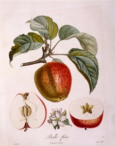 Botanik - Rosaceae - æble "Smuk blomst". (botanisk bestyrelse af Pierre Jean Francois Turpin
