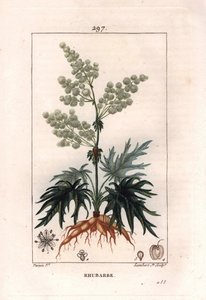 Botanik: rabarber - Rabarberplante, blade og rødder, Rheum rhabarbarum. Håndkoloreret kobberstik af Lambert efter en tegning af Pierre Jean-Francois Turpin fra Chaumeton, Poiret et Chamberets "" La Flore Medicale,"" Paris, Panckoucke af Pierre Jean Francois Turpin
