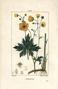Smørblomst - Opretstående kragefod, Ranunculus acris, med blomst, blad, stilk og rod. Håndfarvet stiplet kobberstik af Lambert Junior efter en tegning af Pierre Jean-Francois Turpin fra Chaumeton, Poiret og Chamberets "" La Flore Medicale,"" Pa af Pierre Jean Francois Turpin
