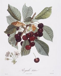 Kirsebærtræ (Prunus avium), Henry Louis Duhamel du Monceau, botanisk plade af Pierre Jean Francois Turpin af Pierre Jean Francois Turpin