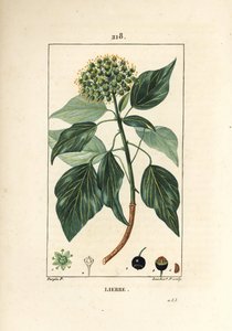 Klatrevedbend - Almindelig efeu, Hedera helix. Håndkoloreret kobberstik af Lambert Junior efter en tegning af Pierre Jean-Francois Turpin fra Chaumeton, Poiret og Chamberets "" La Flore Medicale,"" Paris, Panckoucke af Pierre Jean Francois Turpin
