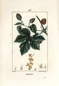 Klatrehumle - Humle, Humulus lupulus. Håndkoloreret kobberstik af Lambert Junior efter en tegning af Pierre Jean-Francois Turpin fra Chaumeton, Poiret og Chamberets "" La Flore Medicale,"" Paris, Panckoucke af Pierre Jean Francois Turpin