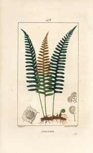 Almindelig polypod - Polypod bregne, Polypodium vulgare, med blade, frø og rod. Håndkoloreret kobberstik af Lambert Junior efter en tegning af Pierre Jean-Francois Turpin fra Chaumeton, Poiret og Chamberets "" La Flore Medicale,"" Paris, P. af Pierre Jean Francois Turpin