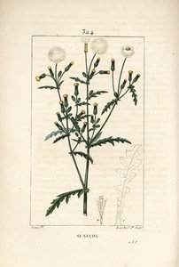 Almindelig senekon - Almindelig jordsel, Senecio vulgaris, med blomster-, blad-, frø-, stilk- og bladomrids. Håndfarvet stiplet kobberstik af Lambert Junior efter en tegning af Pierre Jean-Francois Turpin fra Chaumeton, Poiret og Chamberets "" La F af Pierre Jean Francois Turpin