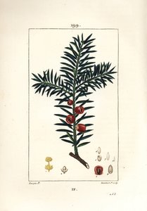 Almindelig taks eller taks en bær - Takstræ, Taxus baccata. Håndkoloreret kobberstik af Lambert Junior efter en tegning af Pierre Jean-Francois Turpin fra Chaumeton, Poiret og Chamberets "" La Flore Medicale,"" Paris, Panckoucke af Pierre Jean Francois Turpin