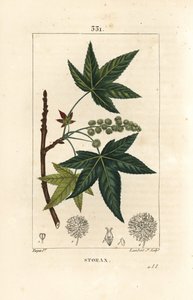 Copalm of America eller Liquidambar - Storax eller flydende rav, Liquidambar styraciflua. Håndfarvet stiplet kobberstik af Lambert Junior efter en tegning af Pierre Jean-Francois Turpin fra Chaumeton, Poiret og Chamberets "" La Flore Medicale,"" Pa af Pierre Jean Francois Turpin