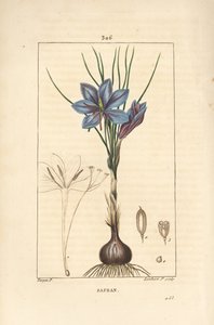 Krokus - Safrankrokus, Crocus sativus, der viser blomst, blade, stængel, løg og stigma. Håndkoloreret kobberstik af Lambert Junior efter en tegning af Pierre Jean-Francois Turpin fra Chaumeton, Poiret og Chamberets "" La Flore Medicale,"" af Pierre Jean Francois Turpin