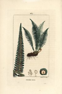 Fergere han - Hanskjoldbregne, Dryopteris filix-mas. Håndfarvet stipplet kobberstik af Lambert Junior efter en tegning af Pierre Jean-Francois Turpin fra Chaumeton, Poiret et Chamberets "" La Flore Medicale,"" Paris, Panckoucke af Pierre Jean Francois Turpin