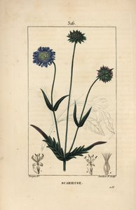 Markknautie eller field scabieuse - Markfnat, Knautia arvensis, med blomster-, blad-, stilk-, frø- og bladomrids. Håndfarvet stiplet kobberstik af Lambert Junior efter en tegning af Pierre Jean-Francois Turpin fra Chaumeton, Poiret og Cham af Pierre Jean Francois Turpin