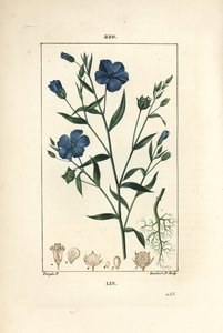 Hør - Hørfrø, Linum sativum. Håndkoloreret kobberstik af Lambert Junior efter en tegning af Pierre Jean-Francois Turpin fra Chaumeton, Poiret og Chamberets "" La Flore Medicale,"" Paris, Panckoucke af Pierre Jean Francois Turpin