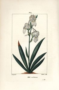 Florentinsk iris, Firenze Iris - Florentinsk iris, Iris florentina, blomst og blad. Håndkoloreret kobberstik af Dubois efter en tegning af Pierre Jean-Francois Turpin fra Chaumeton, Poiret og Chamberets "" La Flore Medicale,"" Paris, Pan af Pierre Jean Francois Turpin