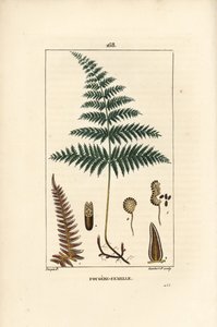 Fougere Aigle ou Grande Fougere - Hunbregne eller brakke, Pteridium aquilinum. Håndfarvet stipplet kobberstik af Lambert Junior efter en tegning af Pierre Jean-Francois Turpin fra Chaumeton, Poiret et Chamberets "" La Flore Medicale,"" Paris, P. af Pierre Jean Francois Turpin