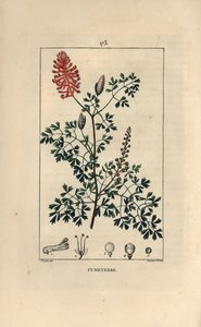 Fumeterre officinale eller Foot de Celine - Fumitory, Fumaria officinalis, der viser blomster, blade og frø. Håndfarvet stiplet kobberstik af Lambert Junior efter en tegning af Pierre Jean-Francois Turpin fra Chaumeton, Poiret et Chamberets "" L af Pierre Jean Francois Turpin