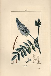Galega - Gedevej, Galega officinalis, med blomst, blade og frø. Håndkoloreret kobberstik af Dubois efter en tegning af Pierre Jean-Francois Turpin fra Chaumeton, Poiret og Chamberets "" La Flore Medicale,"" Paris, Panckoucke af Pierre Jean Francois Turpin