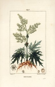 Haverabarber - Rabarber, Rheum rhabarbarum (Rheum palmatum), med blomst, stilk, blad, frø og rod. Håndfarvet stiplet kobberstik af Lambert Junior efter en tegning af Pierre Jean-Francois Turpin fra Chaumeton, Poiret og Chamberets "" La F af Pierre Jean Francois Turpin