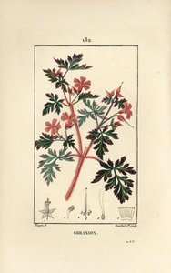 Geranium græs a Robert - Hert Robert, Geranium robertianum. Håndkoloreret kobberstik af Lambert Junior efter en tegning af Pierre Jean-Francois Turpin fra Chaumeton, Poiret og Chamberets "" La Flore Medicale,"" Paris, Panckoucke af Pierre Jean Francois Turpin