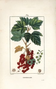 Gooseillier a klaser - Ribs, Ribes rubrum, med blade, stilk, frugt og blomst. Håndkoloreret kobberstik af Lambert Junior efter en tegning af Pierre Jean-Francois Turpin fra Chaumeton, Poiret og Chamberets "" La Flore Medicale,"" af Pierre Jean Francois Turpin