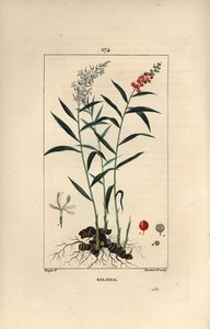 Grand galanga eller Galanga - Større eller thailandsk galangal, Alpinia galanga, der viser blomster, bær, blade og rhizomrod. Håndfarvet stiplet kobberstik af Lambert Junior efter en tegning af Pierre Jean-Francois Turpin fra Chaumeton, Poiret et Ch af Pierre Jean Francois Turpin