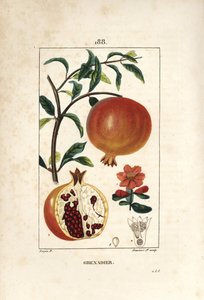 Grenadier - Granatæbletræ, Punica granatum, med blade, blomst, frugt og snit gennem frugt, der viser frø. Håndkoloreret kobberstik af Lambert Junior efter en tegning af Pierre Jean-Francois Turpin fra Chaumeton, Poiret og Chamberet