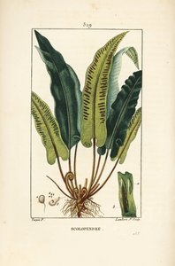 Hjertetungebregne, Asplenium scolopendrium, med blade, frø og rod. Håndfarvet stipplet kobberstik af Lambert Junior efter en tegning af Pierre Jean-Francois Turpin fra Chaumeton, Poiret og Chamberets "" La Flore Medicale,"" Paris, Panckou af Pierre Jean Francois Turpin