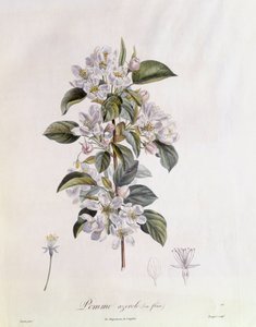 Hagtorn (Crataegus azarolus) blomst Henry Louis Duhamel du Monceau, botanisk plade af Pierre Jean Francois Turpin af Pierre Jean Francois Turpin