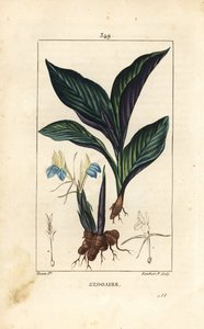 Himalayakrokus - Zedoary, Koempferia rotunda, med blomst, blad, stængel og rodstængel. Håndfarvet stiplet kobberstik af Lambert Junior efter en tegning af Pierre Jean-Francois Turpin fra Chaumeton, Poiret og Chamberets "" La Flore Medicale af Pierre Jean Francois Turpin
