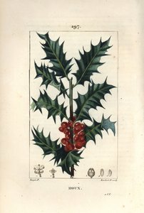 Kristtorn - Kristtorn, Ilex aqualifolium, med stikkende blade og røde bær. Håndkoloreret kobberstik af Lambert Junior efter en tegning af Pierre Jean-Francois Turpin fra Chaumeton, Poiret og Chamberets "" La Flore Medicale,"" Paris, Panckouc af Pierre Jean Francois Turpin