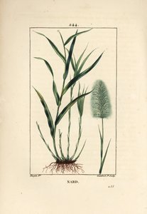 Indisk nardus, angiver, spicanard - Spikenard, Andropogon nardus, med blad, rod og blomst. Håndfarvet stiplet kobberstik af Lambert Junior efter en tegning af Pierre Jean-Francois Turpin fra Chaumeton, Poiret og Chamberets "" La Flore Medi af Pierre Jean Francois Turpin