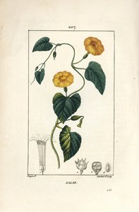 Jalap, Convolvulus jalappa. Håndkoloreret kobberstik af Lambert Junior efter en tegning af Pierre Jean-Francois Turpin fra Chaumeton, Poiret og Chamberets "" La Flore Medicale,"" Paris, Panckoucke af Pierre Jean Francois Turpin