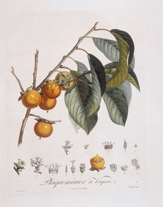 Japansk persimmon eller kaki (Diospyros kaki), Henry Louis Duhamel du Monceau, botanisk plade af Pierre Jean Francois Turpin af Pierre Jean Francois Turpin