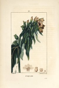 Jusquiame - Poison henbane, Hyoscyamus vulgaris, blomst, blad og frø. Håndfarvet stipplet kobberstik af Lambert Junior efter en tegning af Pierre Jean-Francois Turpin fra Chaumeton, Poiret og Chamberets "" La Flore Medicale,"" Paris, Panckou af Pierre Jean Francois Turpin