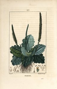Stor plantain - plantain, plantain major, med blade, blomst og rødder. Håndfarvet stipplet kobberstik af Lambert Junior efter en tegning af Pierre Jean-Francois Turpin fra Chaumeton, Poiret og Chamberets "" La Flore Medicale,"" Paris, Panckou af Pierre Jean Francois Turpin