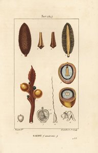 Stor gren eller store cycas frø - Queen sago, Cycas circinalis, viser frø og snit. truet. Håndfarvet stiplet kobberstik af Lambert Junior efter en tegning af Pierre Jean-Francois Turpin fra Chaumeton, Poiret og Chamberets "" La af Pierre Jean Francois Turpin