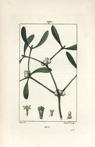Leafy mistelten - Mistelten, Vissperm album. Håndkoloreret kobberstik af Lambert Junior efter en tegning af Pierre Jean-Francois Turpin fra Chaumeton, Poiret og Chamberets "" La Flore Medicale,"" Paris, Panckoucke af Pierre Jean Francois Turpin